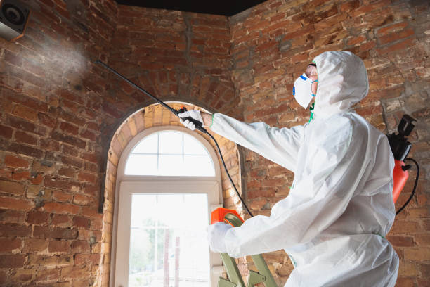 Mold Documentation for Insurance Claims in Oakwood, IL